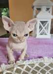 Kremowy kocurek Devon Rex