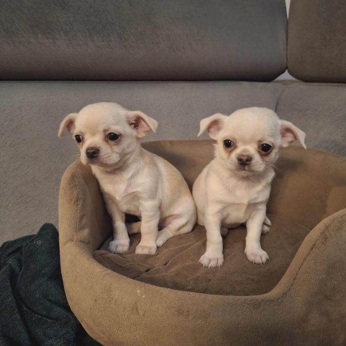 Suczka chihuahua z rodowodem