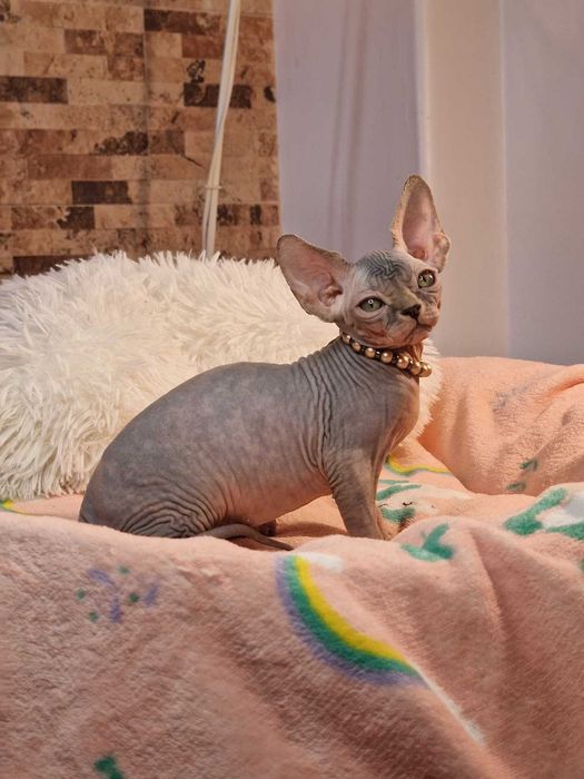 Gatinha Canadian Sphynx Lilás bicolor