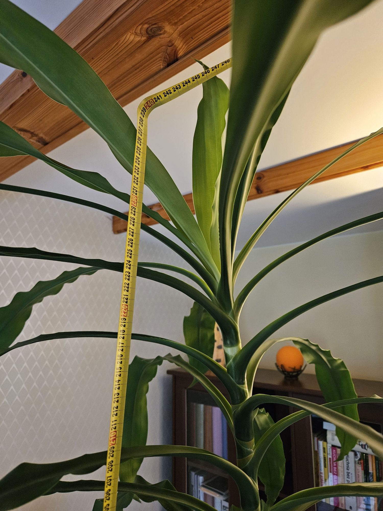 Dracena wonna - kwiat duży, ponad 240 cm