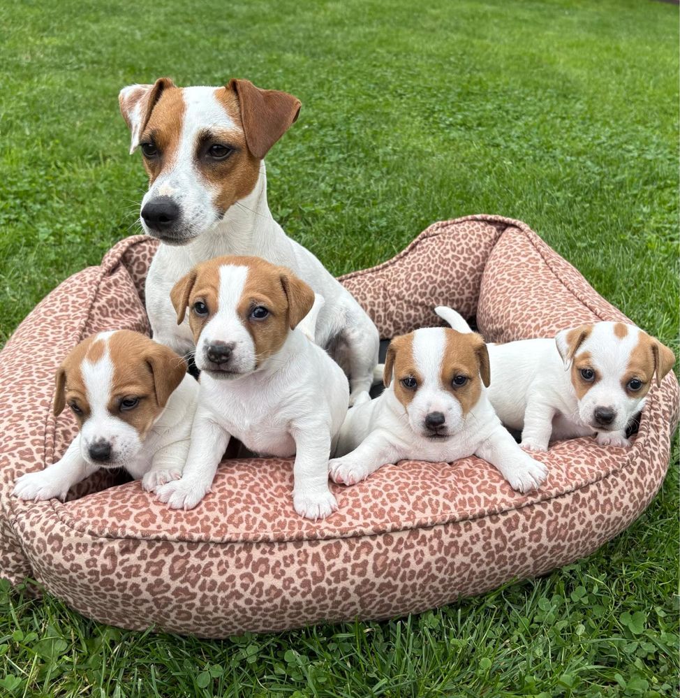 Sunia Gina Jack Russell Terrier/ Magic Jack