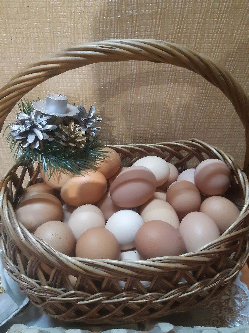 Домашні курячі яйця свіжі