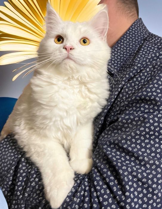 Maine Coon piękny z rodowodem