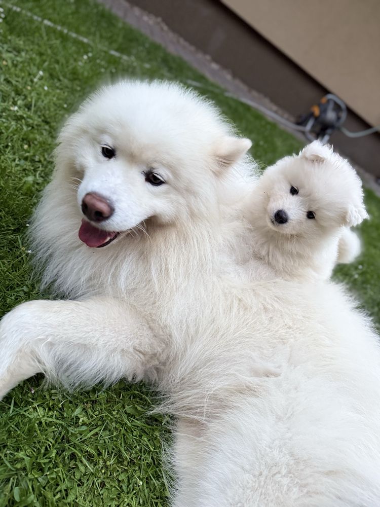 Szczeniak pies samoyed