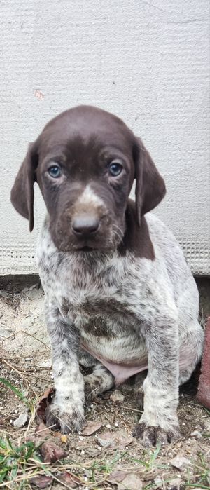 Wyżeł niemiecki krótkowłosy