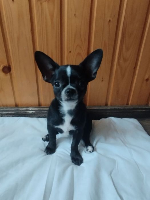 Чихуахуа, хлопччик