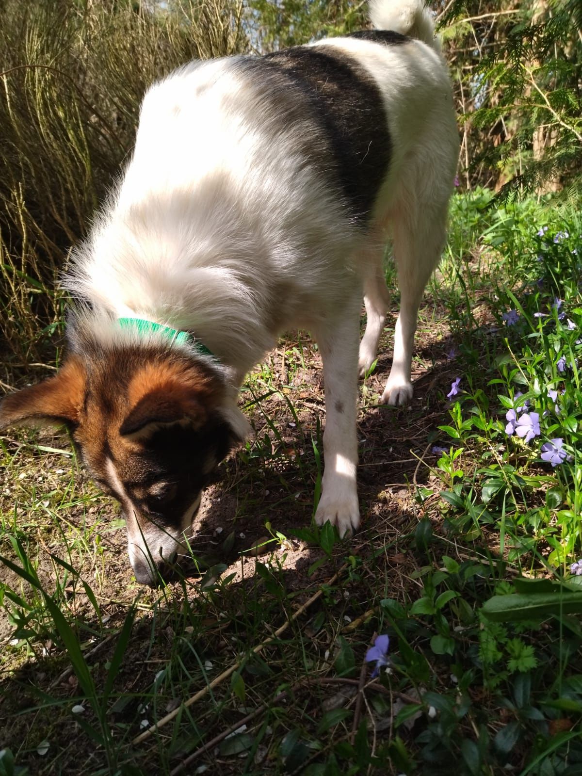 Suczka w typie border collie do adopcji