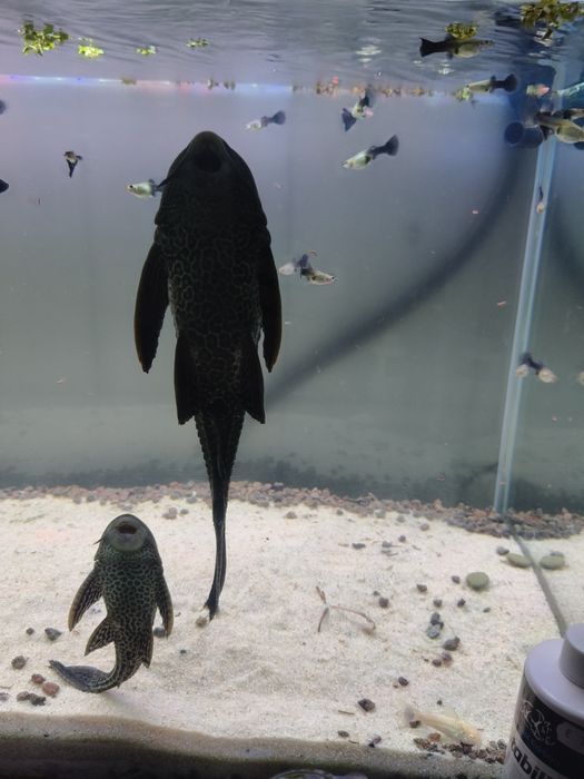Vendo/troco 2 plecos comum