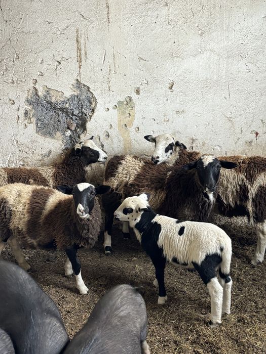 Дорпер, крос-дорпер.