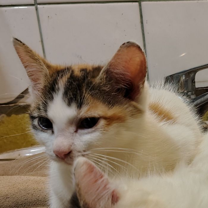 Oddam za darmo kotkę