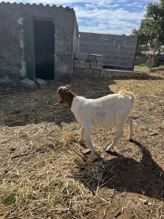 Bode  Puro boer 10 meses