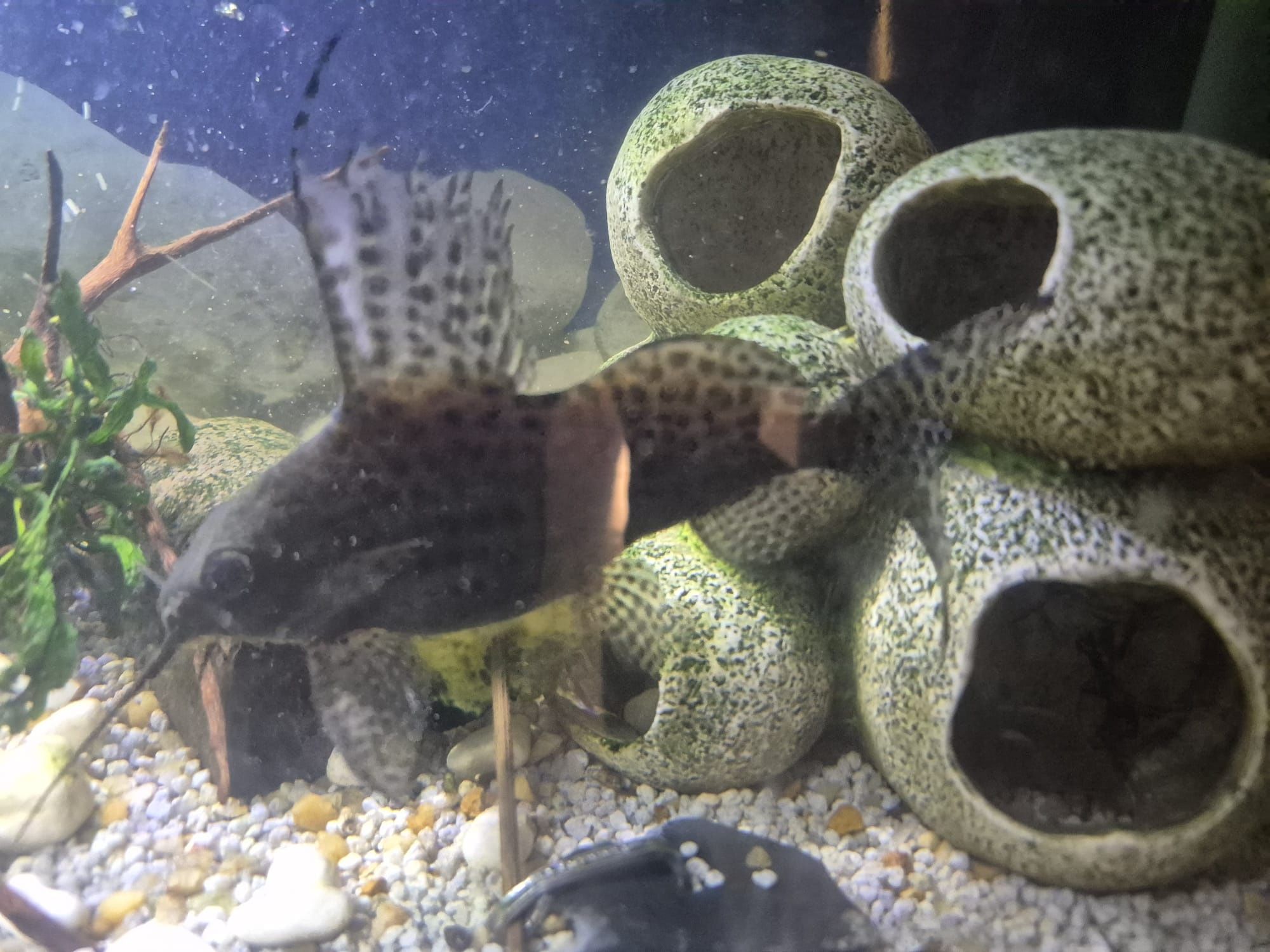 2 Synodontis Eupterus