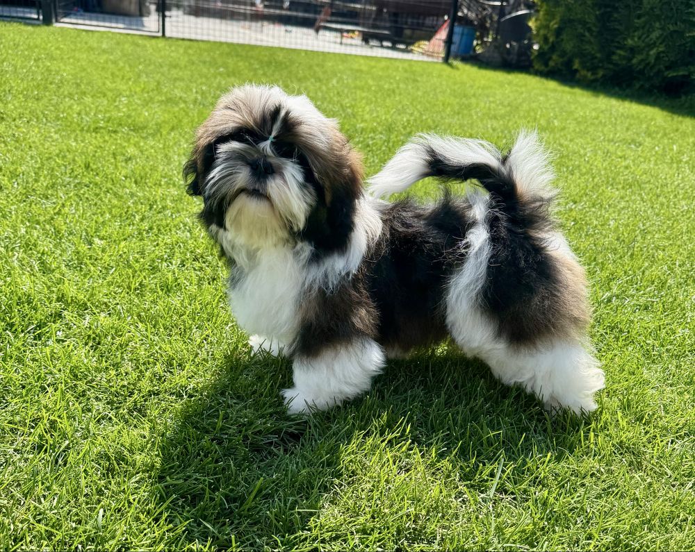Suczka Shih Tzu ZKwP FCI
