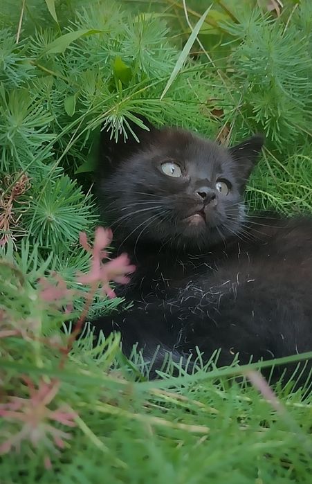 Бесплатно в хорошие руки