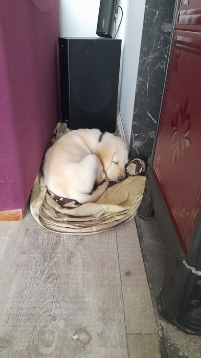 Labrador , Śliczny labek, F.C.I
