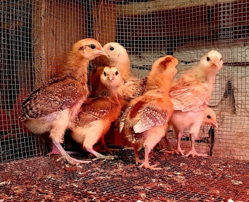 Kura kury Rosy naturalne ekologiczne kury pisklaki kury Rosy araucanyy