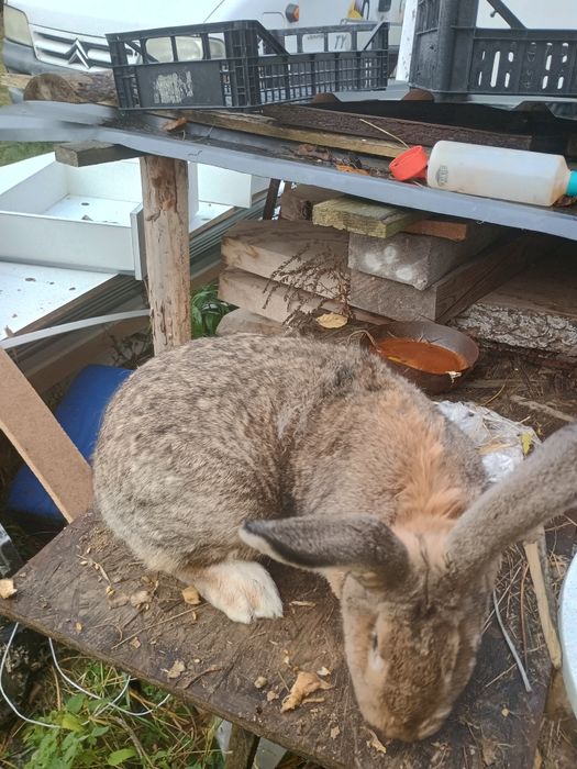 Sprzedam młode kruliki