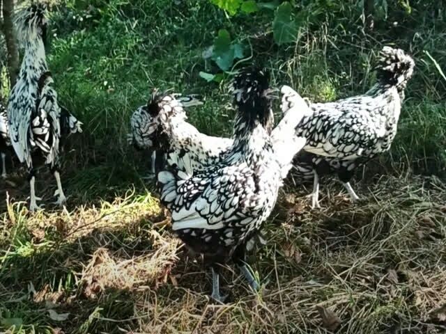 Інкубаційне яйце курей Падуан (срібло, біл. золото)