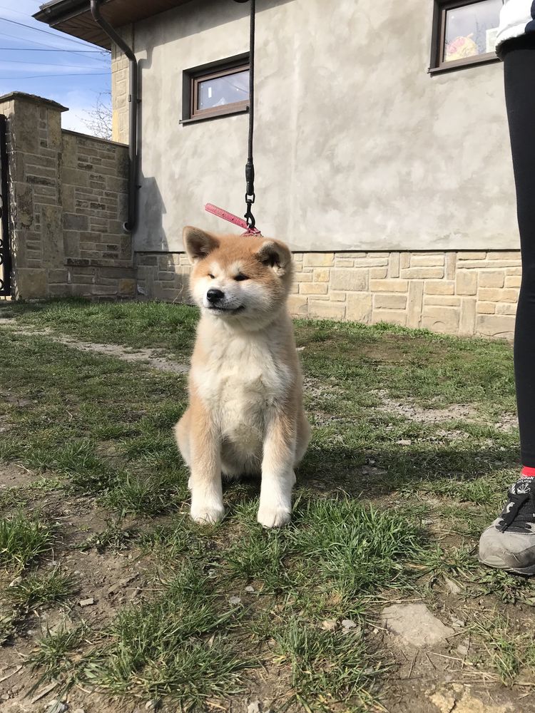 Акіта іну, дівчинка, 4 щеплення, 5 місяців