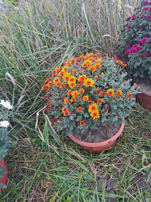 Sprzedam chryzantemy