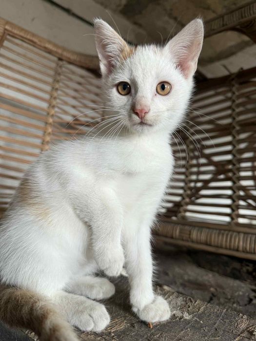 Oddam małe kotki w dobre ręce