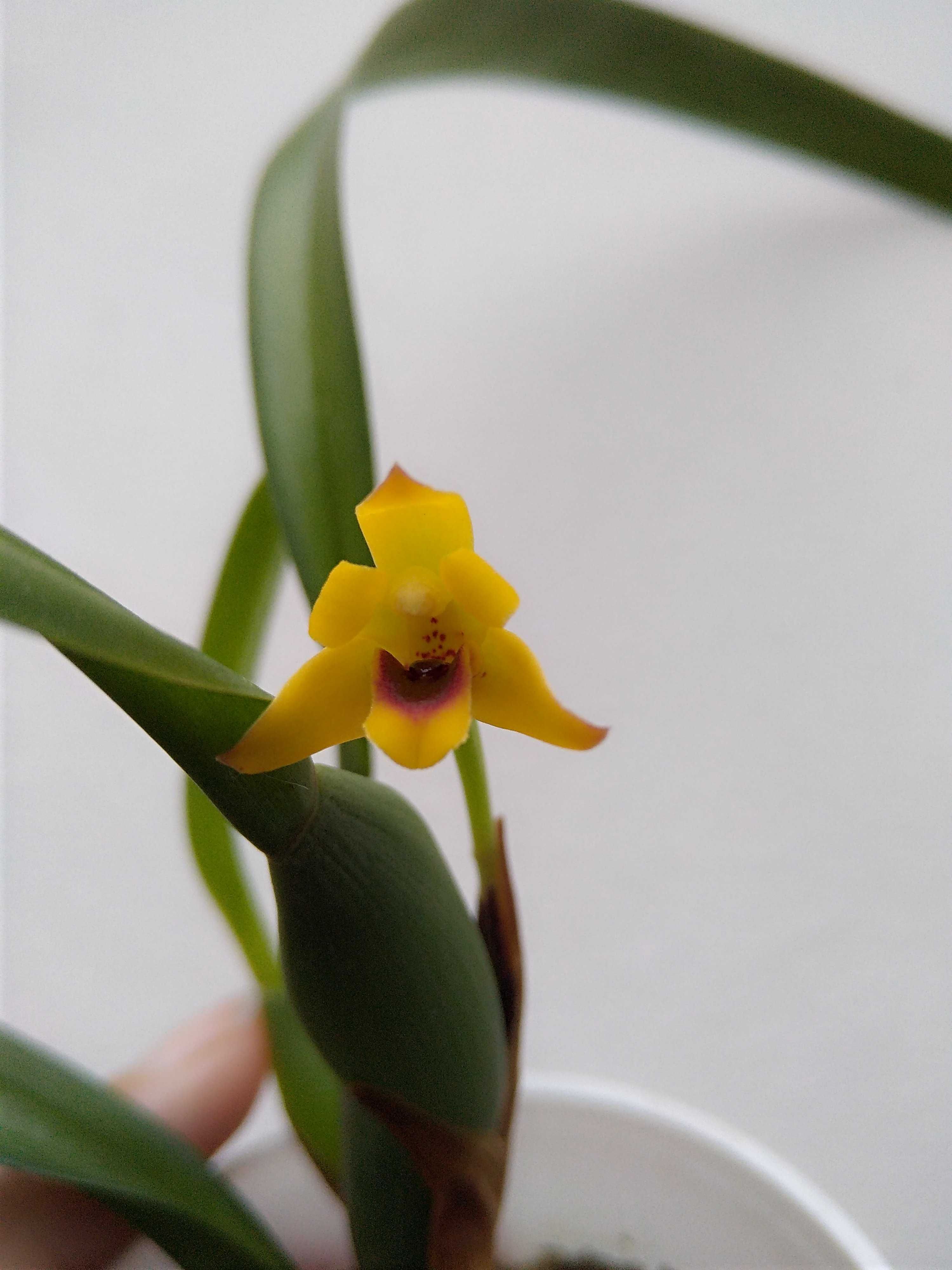 Orchidea maxillaria variabilis yellow