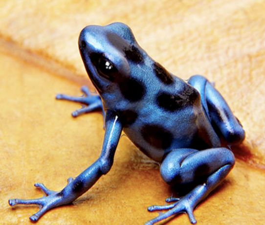 Dendrobates Auratus Blue parka dorosła drzewołazy żabki tropikalne