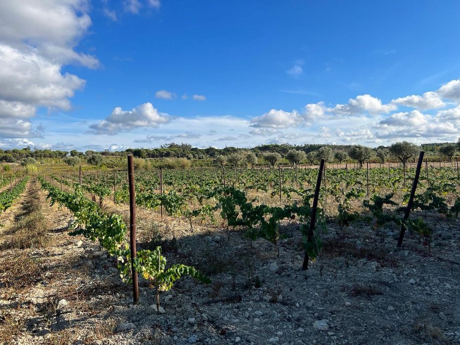 Vinha Produção em Pleno