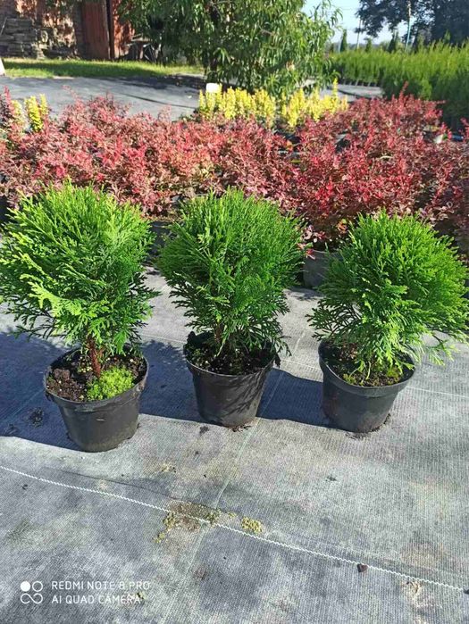 Смарагд голд-широкий вибір-є опт