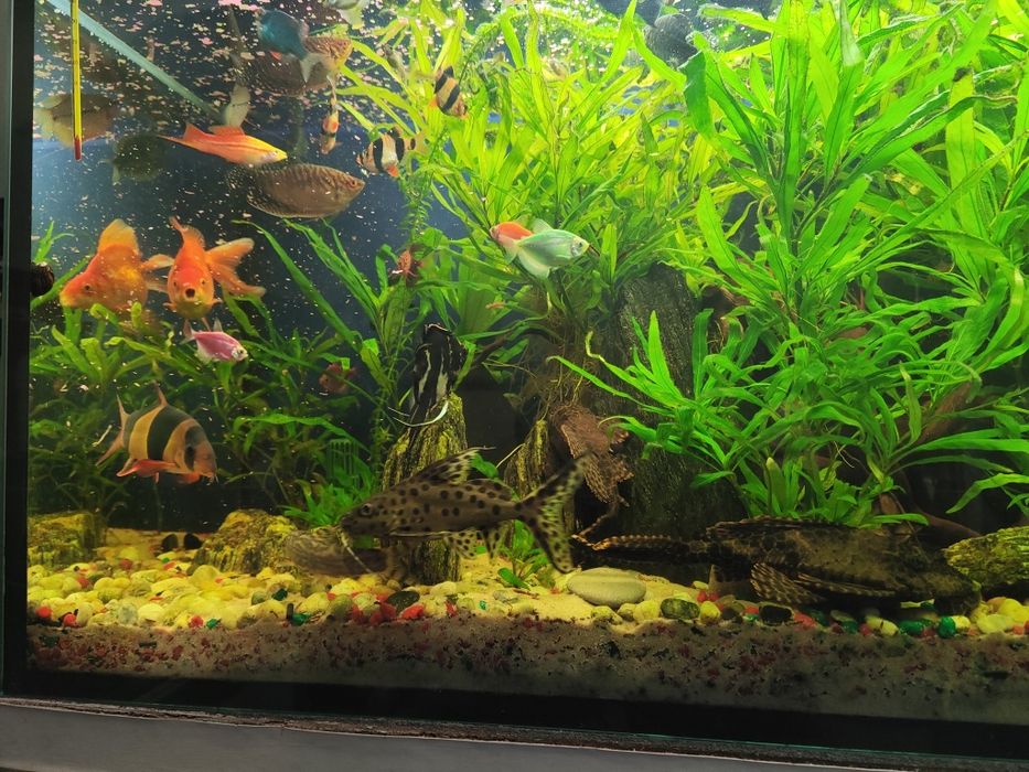 Sprzedam akwarium 240L