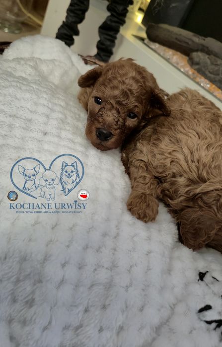 Cudowny chłopczyk Pudel Toy Red - Rodzice przebadani genetycznie