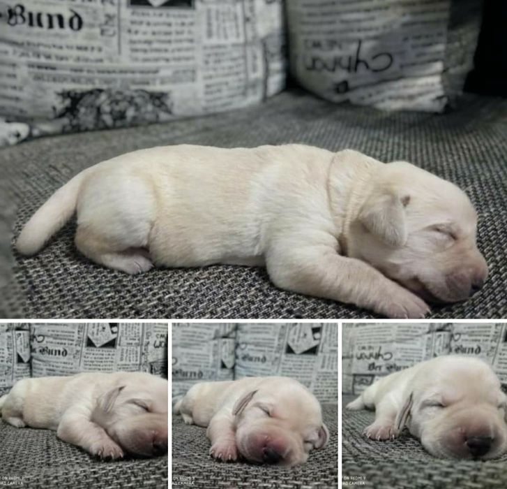 Лабрадор для вязки