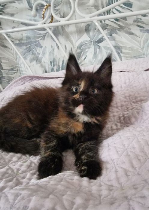 Maine Coon kotka kocięta