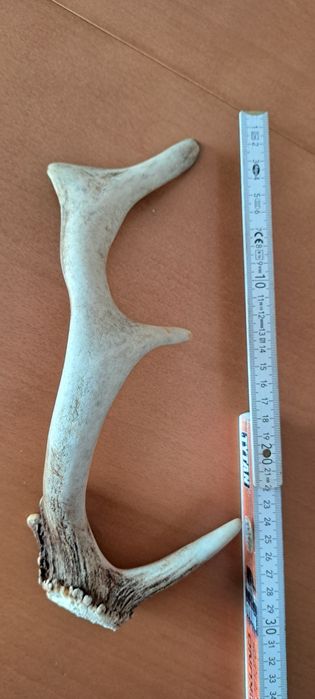 Poroże jelenia zrzut