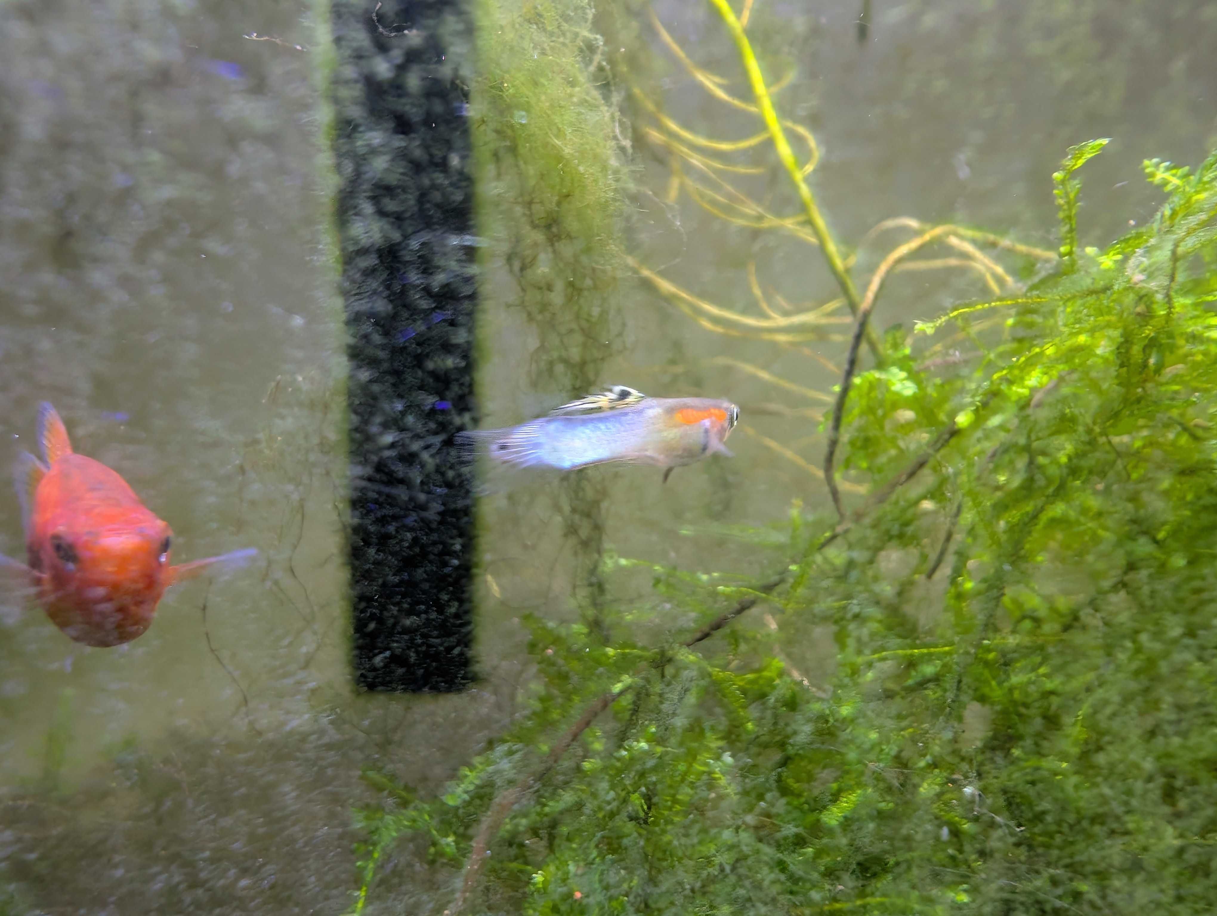 Endlers azuis japoneses