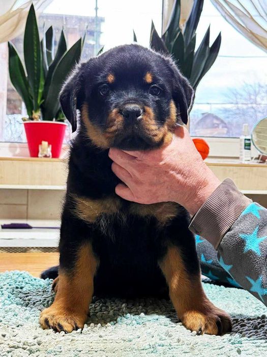 цуценята ротвейлера, які підкорять ваше серце!