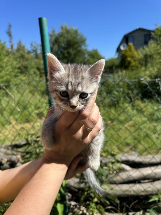 Британець котик кошеня