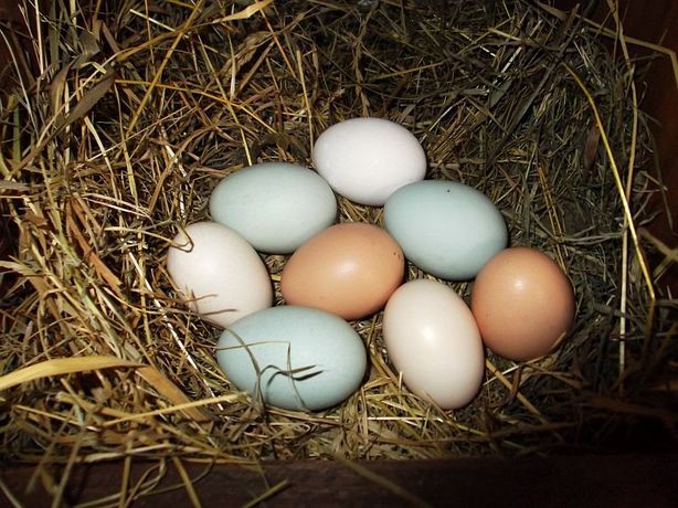 jaja jajka wiejskie kolorowe od zielononóżek i od innych kur
