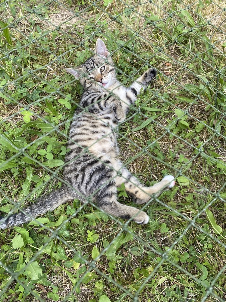 Wspaniały kocurek do adopcji - Whiskas szuka domku. Adoptuj
