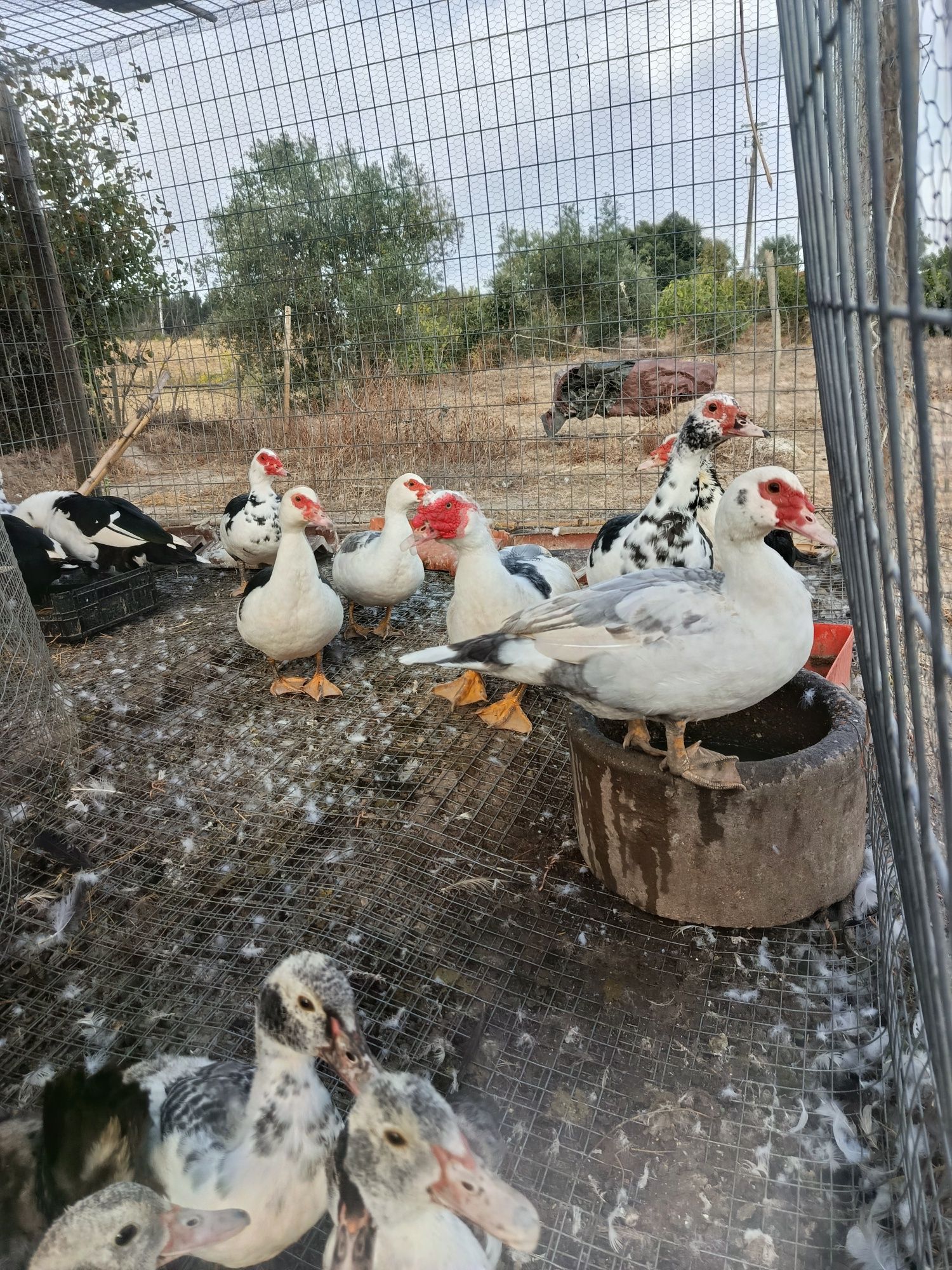 patos mudos raça gigante (alemães)