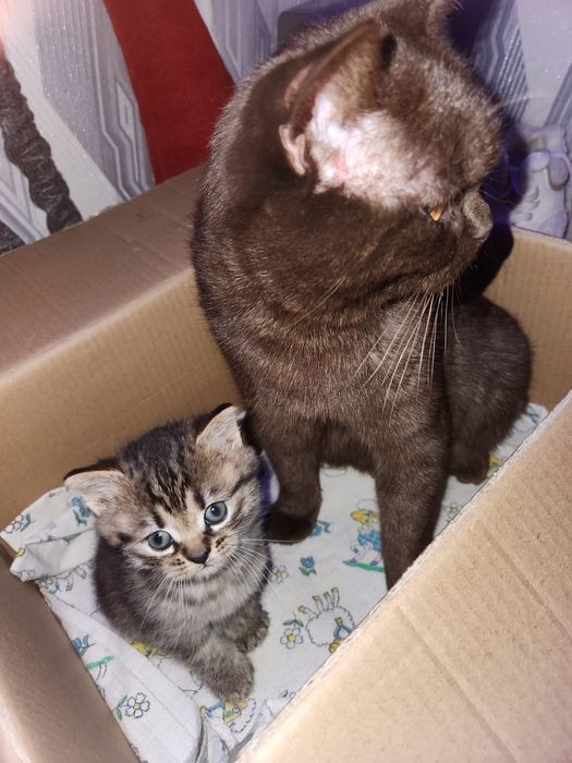 Британська прямовуха