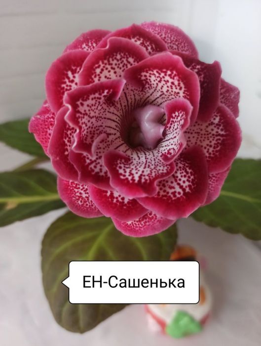 Набор клубней глоксиний