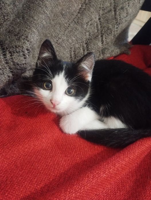 Найдієвіші котодепресанти