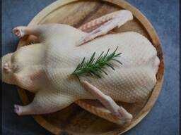 Тушки домашньої качки