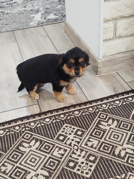 Песик маленької породи