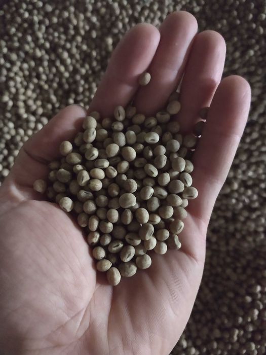 Łubin słodki wąskolistny