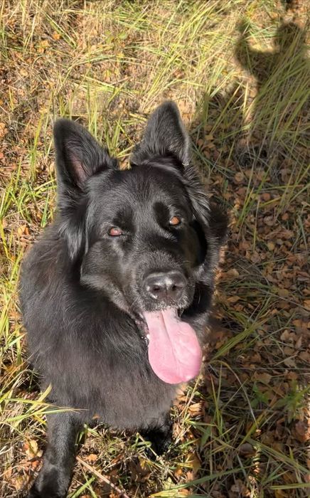 Hotel dla psów Psielsko