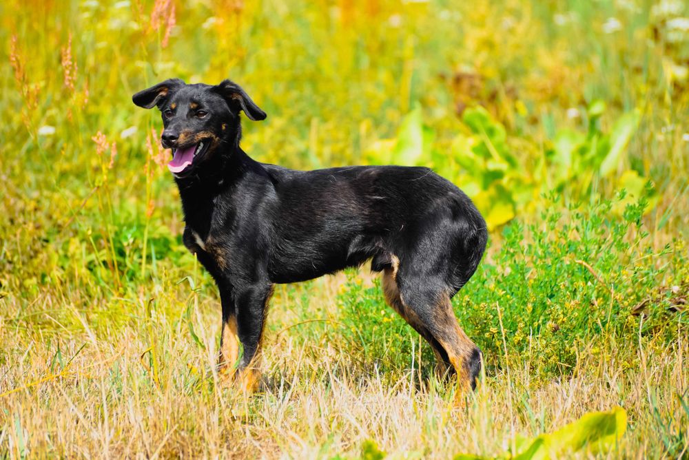 Linar - nieiwelki pies szuka domu