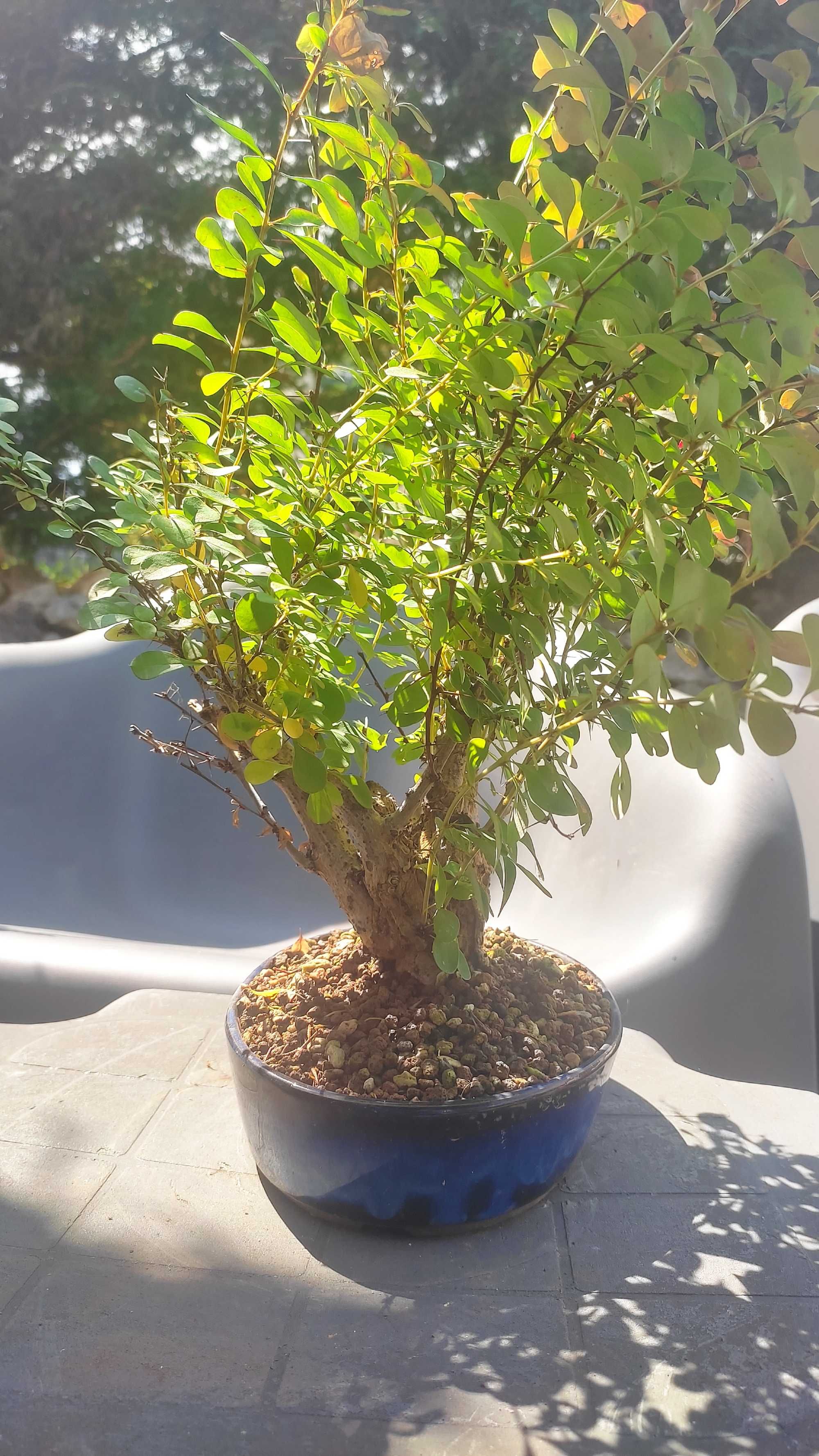 Bonsai Berberis Thunbergii