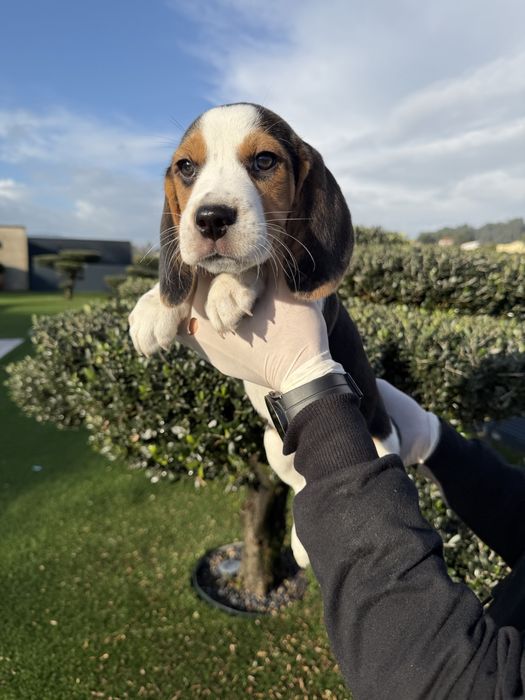 Beagle menino magnifico